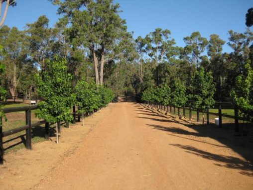 2C Property Gravel drive-way Liquid Amber Trees